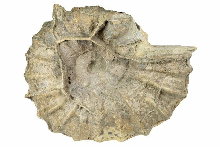 Cretaceous Fossil Ammonite (Calycoceras) - Texas #241485